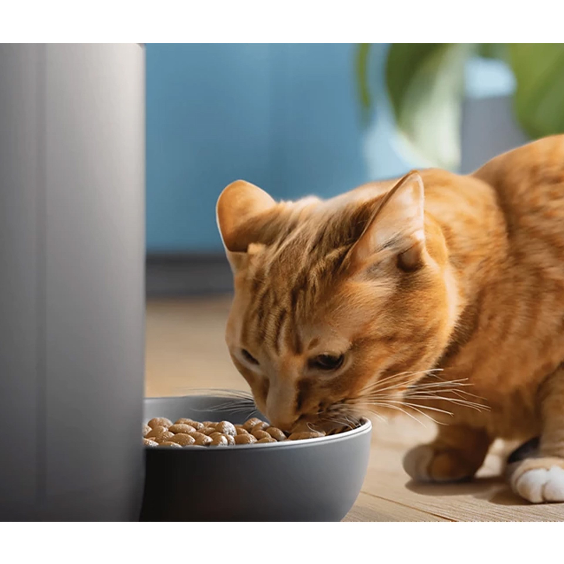 Philips PAW5320/02 Evcil Hayvan Serisi Kameralı Akıllı Besleyici